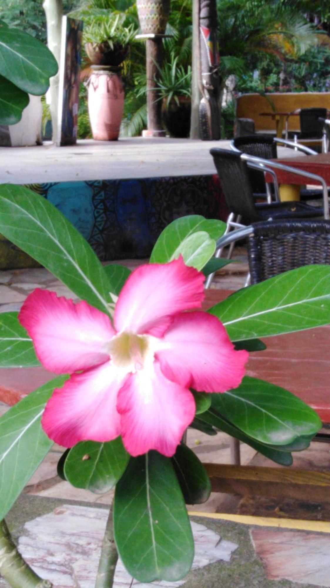 Kokrobite Gardens Restaurant And Guest House 외부 사진